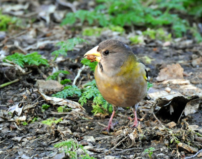 Grosbeak, Evening