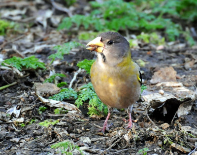 Grosbeak, Evening