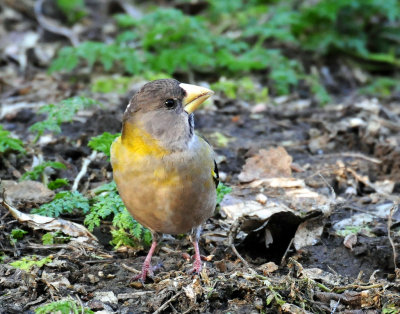 Grosbeak, Evening