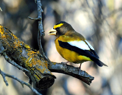 Grosbeak, Evening (Feb. 16, 2015)