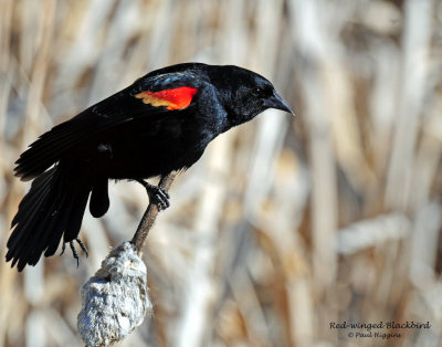 Blackbird, Red-winged