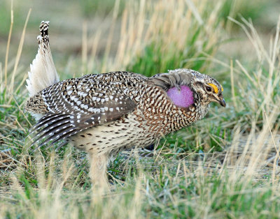 Grouse, Sharp-tailed