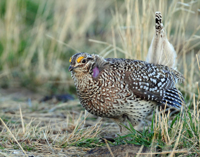 Grouse, Sharp-tailed