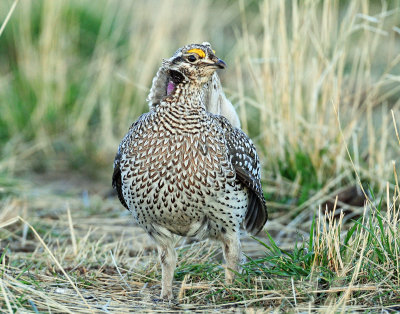 Grouse, Sharp-tailed