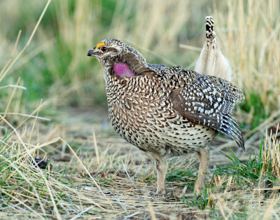 Grouse, Sharp-tailed