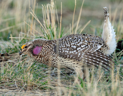 Grouse, Sharp-tailed