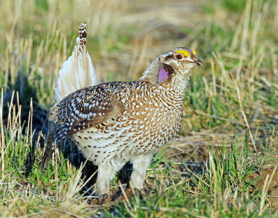 Grouse, Sharp-tailed