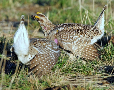 Grouse, Sharp-tailed