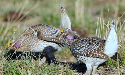 Grouse, Sharp-tailed