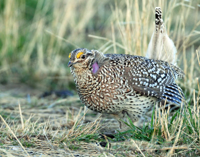 Grouse, Sharp-tailed