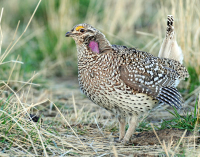 Grouse, Sharp-tailed