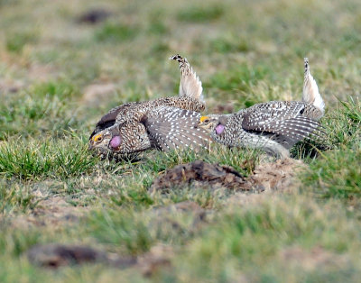 Grouse Sharp-tailed D-501.jpg