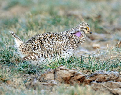 Grouse, Sharp-tailed