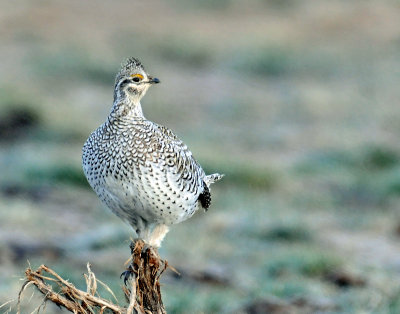 Grouse, Sharp-tailed