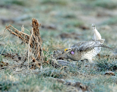 Grouse, Sharp-tailed