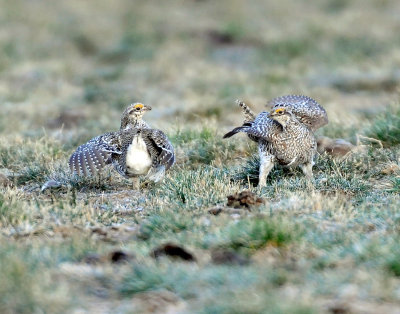 Grouse, Sharp-tailed