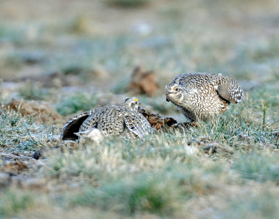 Grouse, Sharp-tailed