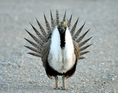Greater Sage Grouse