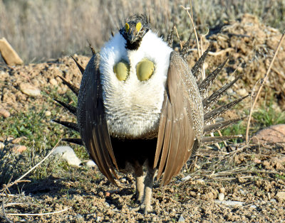 Greater Sage Grouse