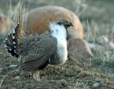 Greater Sage Grouse