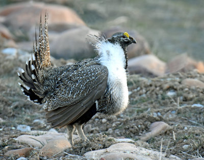 Greater Sage Grouse