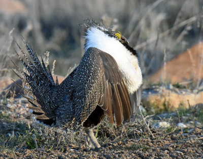 Greater Sage Grouse