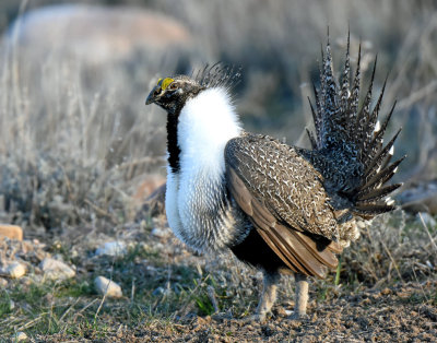 Grouse, Greater Sage