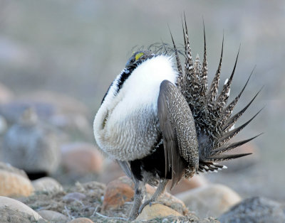 Greater Sage Grouse