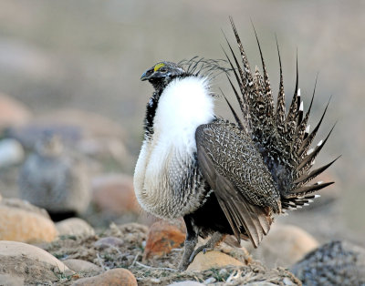 Greater Sage Grouse