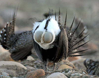 Greater Sage Grouse