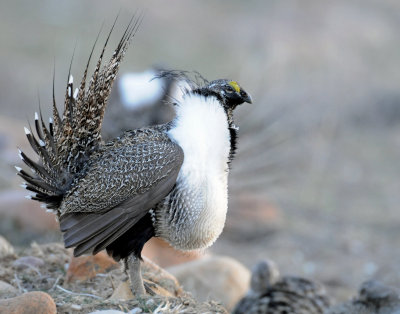 Greater Sage Grouse