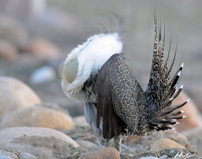 Greater Sage Grouse