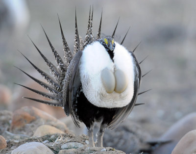 Greater Sage Grouse