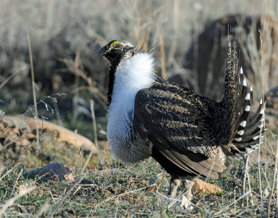 Greater Sage Grouse
