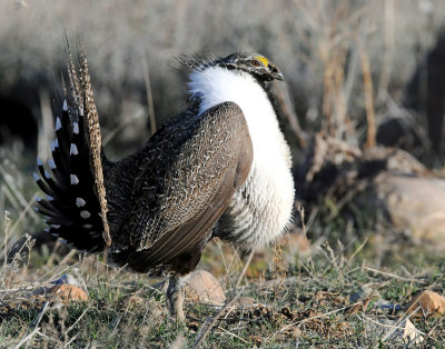 Greater Sage Grouse
