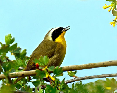 Yellowthroat,  Common