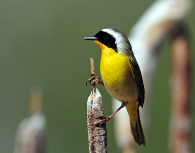 Yellowthroat,  Common