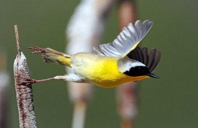 Yellowthroat, Common