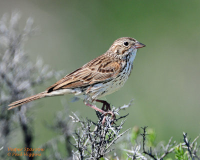 Sparrow Vesper D-207 copy.jpg