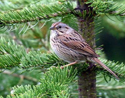 Sparrow, Lincolns