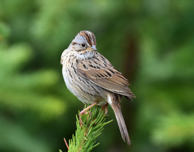 Sparrow, Lincoln's