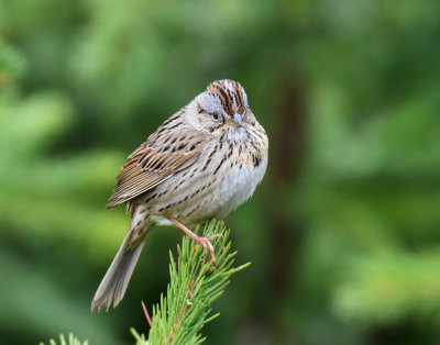 Sparrow, Lincoln's ( May 25, 2015) In the rain