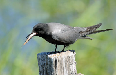 Tern's, Black