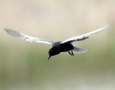 Terns, Black