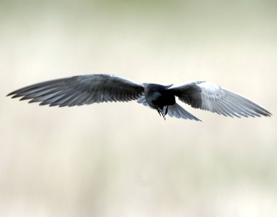 Terns, Black