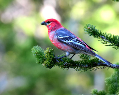 Grosbeak, Pine