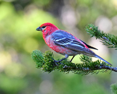 Grosbeak, Pine