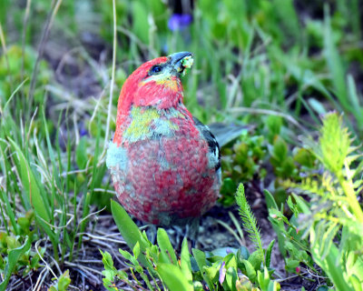 Grosbeak, Pine