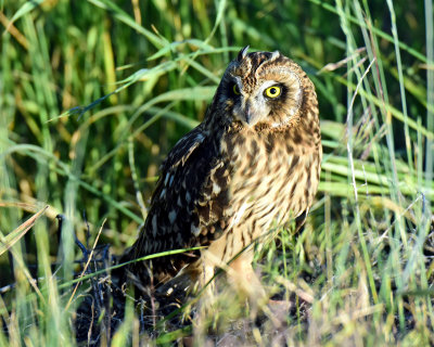 Owls, Short-eared