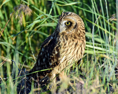 Owls, Short-eared